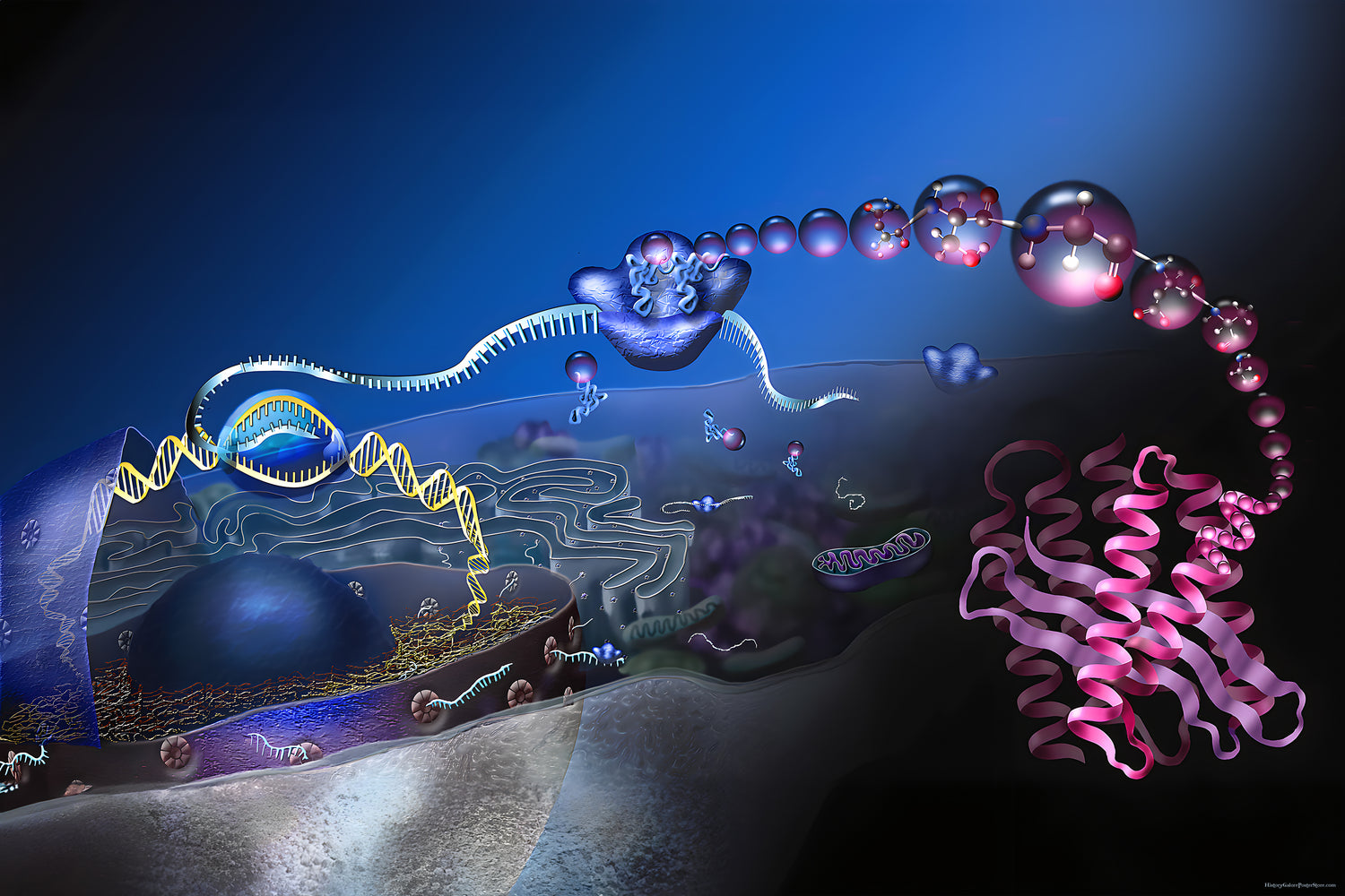 24"x36" Gallery Poster, A look into eukaryote cell to see how proteins are made synthesis