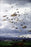 24"x36" Gallery Poster, 1st Battalion Airborne, 501st Infantry, Fort Richardson, Alaska