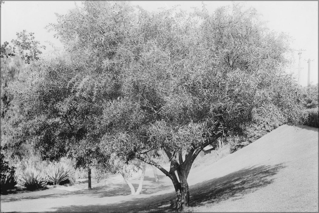 Poster, Many Sizes; Acacia Tree (Acacia Cyanophylla) On A Grassy Slope, Ca.1920