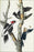 24"x36" Gallery Poster, 66 Ivory billed Woodpecker Duke of Portland Audubon edition