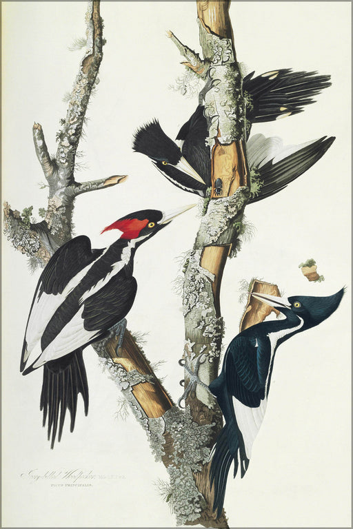24"x36" Gallery Poster, 66 Ivory billed Woodpecker Duke of Portland Audubon edition