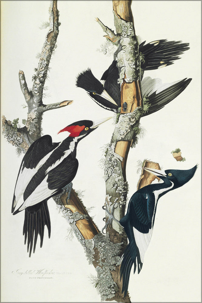 24"x36" Gallery Poster, 66 Ivory billed Woodpecker Duke of Portland Audubon edition
