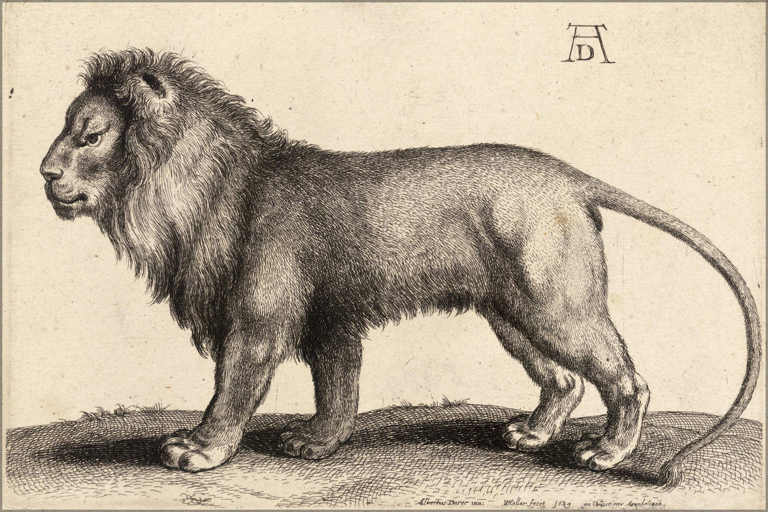 24"x36" Gallery Poster, A lion standing by wenceslaus hollar 1649