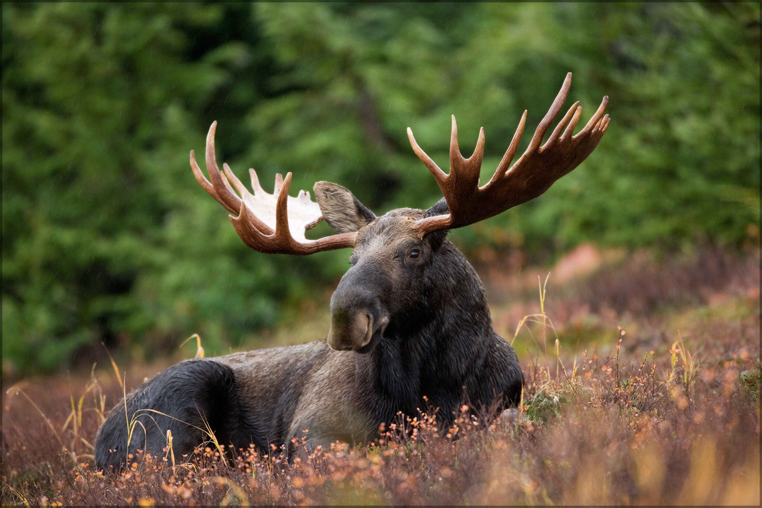 24"x36" Gallery Poster, A male moose takes a rest in a field during a light rainshower