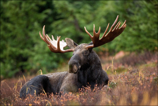 24"x36" Gallery Poster, A male moose takes a rest in a field during a light rainshower