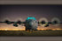 24"x36" Gallery Poster, Air Force C-130 Hercules, Sather Air Base, Iraq, April 19, 2006
