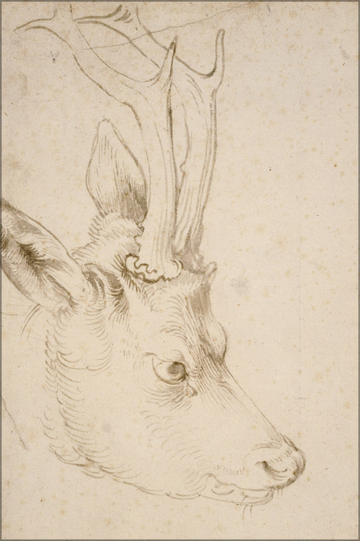24"x36" Gallery Poster, Albrecht Durer Head of a Roebuck