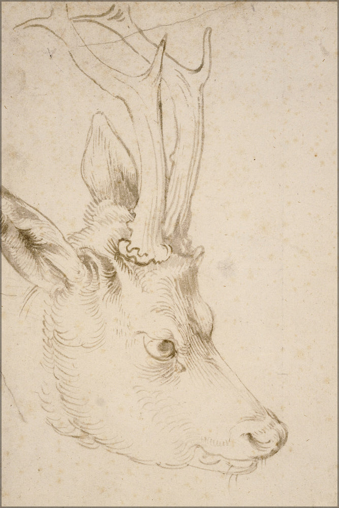 24"x36" Gallery Poster, Albrecht Durer Head of a Roebuck