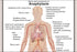24"x36" Gallery Poster, Allergy Signs and symptoms of anaphylaxis