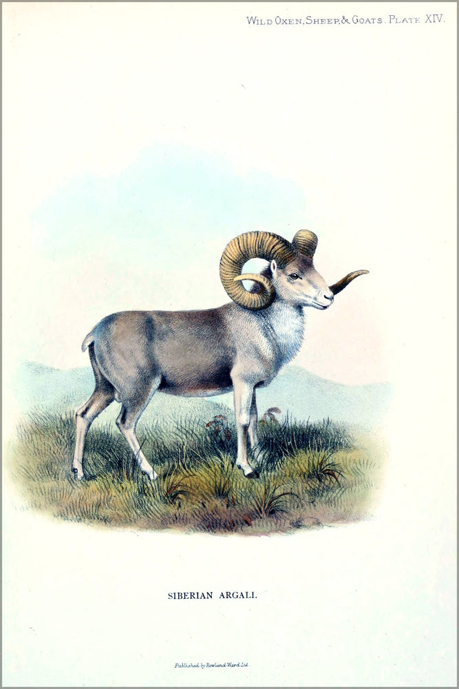 24"x36" Gallery Poster, Altai argali (Ovis ammon ammon) 1898