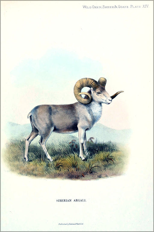 24"x36" Gallery Poster, Altai argali (Ovis ammon ammon) 1898