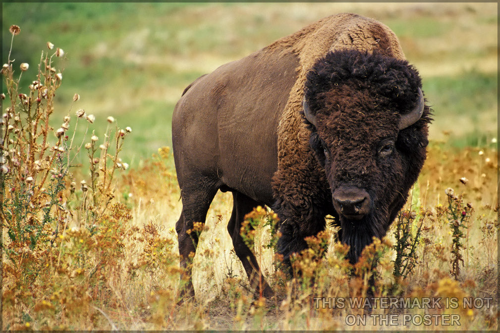 24"x36" Gallery Poster, American Bison Buffalo (Bison bison)