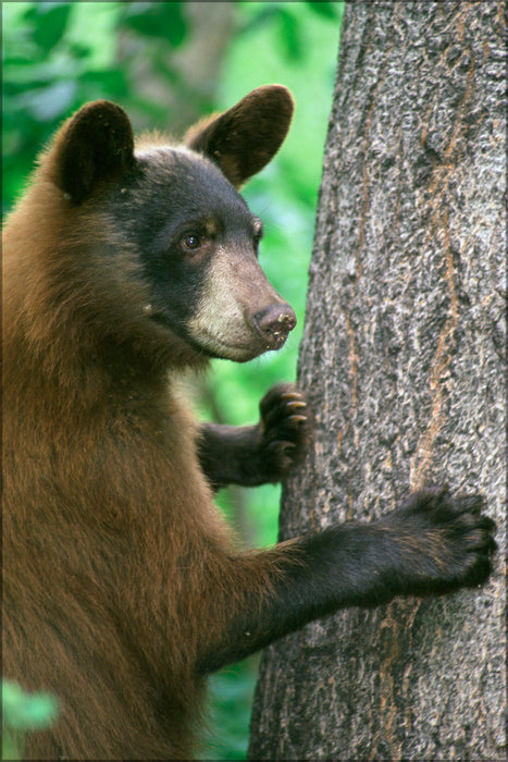 24"x36" Gallery Poster, American black bear and tree