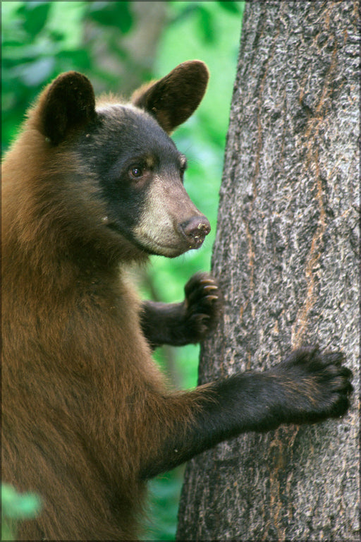 24"x36" Gallery Poster, American black bear and tree