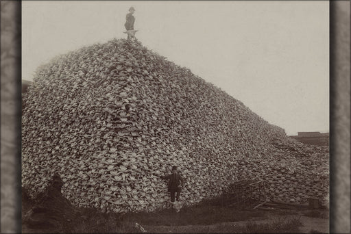 24"x36" Gallery Poster, American buffalo bison skull pile mid 1870s