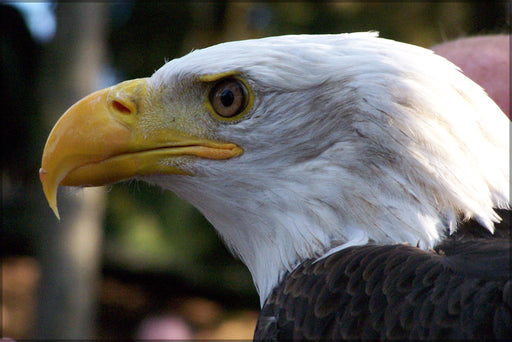 24"x36" Gallery Poster, Bald eagle close up