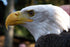 24"x36" Gallery Poster, Bald eagle close up