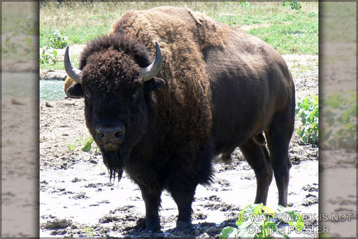 24"x36" Gallery Poster, Bison Bull in Nebraska