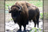 24"x36" Gallery Poster, Bison Bull in Nebraska