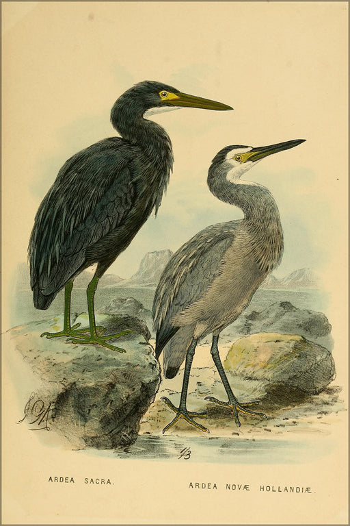 24"x36" Gallery Poster, Blue Heron and White-faced Heron from birds of new zealand 1873
