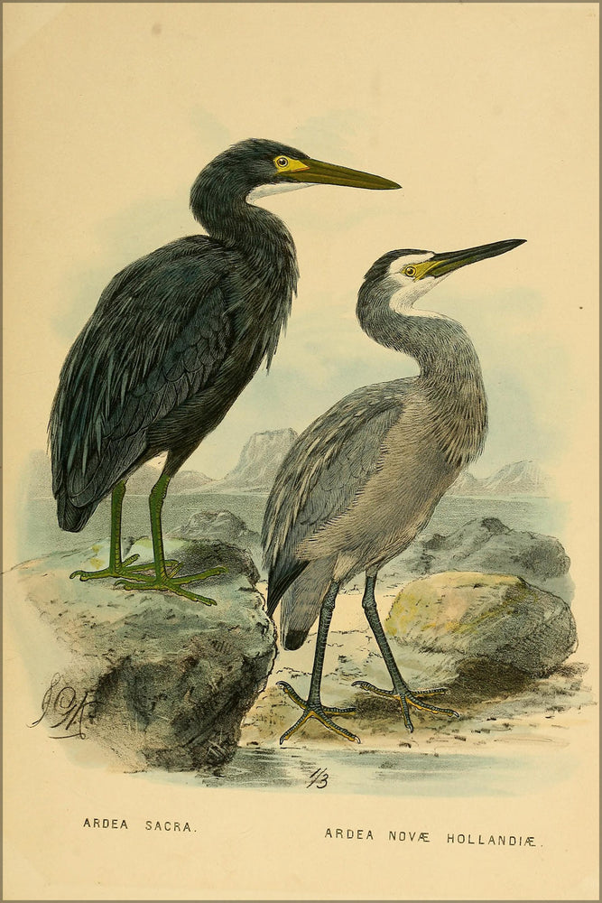24"x36" Gallery Poster, Blue Heron and White-faced Heron from birds of new zealand 1873