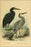 24"x36" Gallery Poster, Blue Heron and White-faced Heron from birds of new zealand 1873