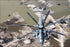 24"x36" Gallery Poster, CH-53E super stallion helicopter Pakistan