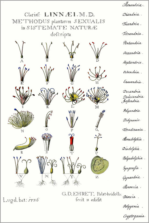 24"x36" Gallery Poster, Carl Linnaeus 24 class sexual systems of plants 1736 botany poster