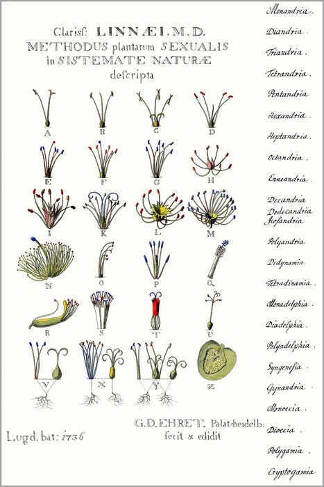 24"x36" Gallery Poster, Carl Linnaeus 24 class sexual systems of plants 1736 botany poster