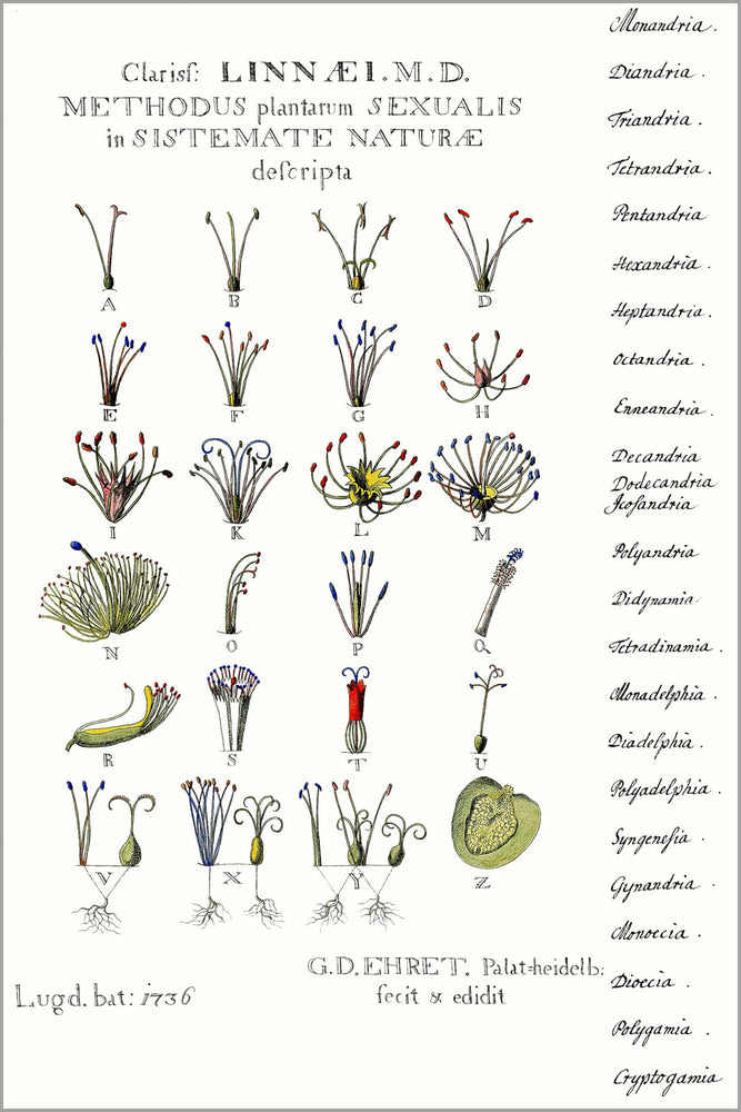 24"x36" Gallery Poster, Carl Linnaeus 24 class sexual systems of plants 1736 botany poster