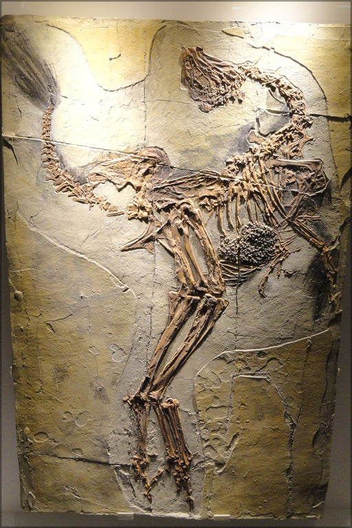 24"x36" Gallery Poster, Caudipteryx zoui, feathered dinosaur Early Cretaceous, China