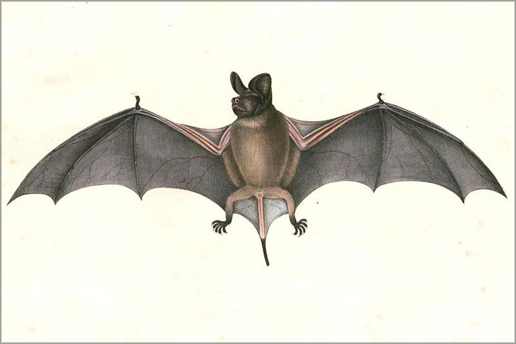24"x36" Gallery Poster, Chaerephon plicatus, Wrinkle-lipped free-tailed bat 1832