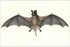 24"x36" Gallery Poster, Chaerephon plicatus, Wrinkle-lipped free-tailed bat 1832