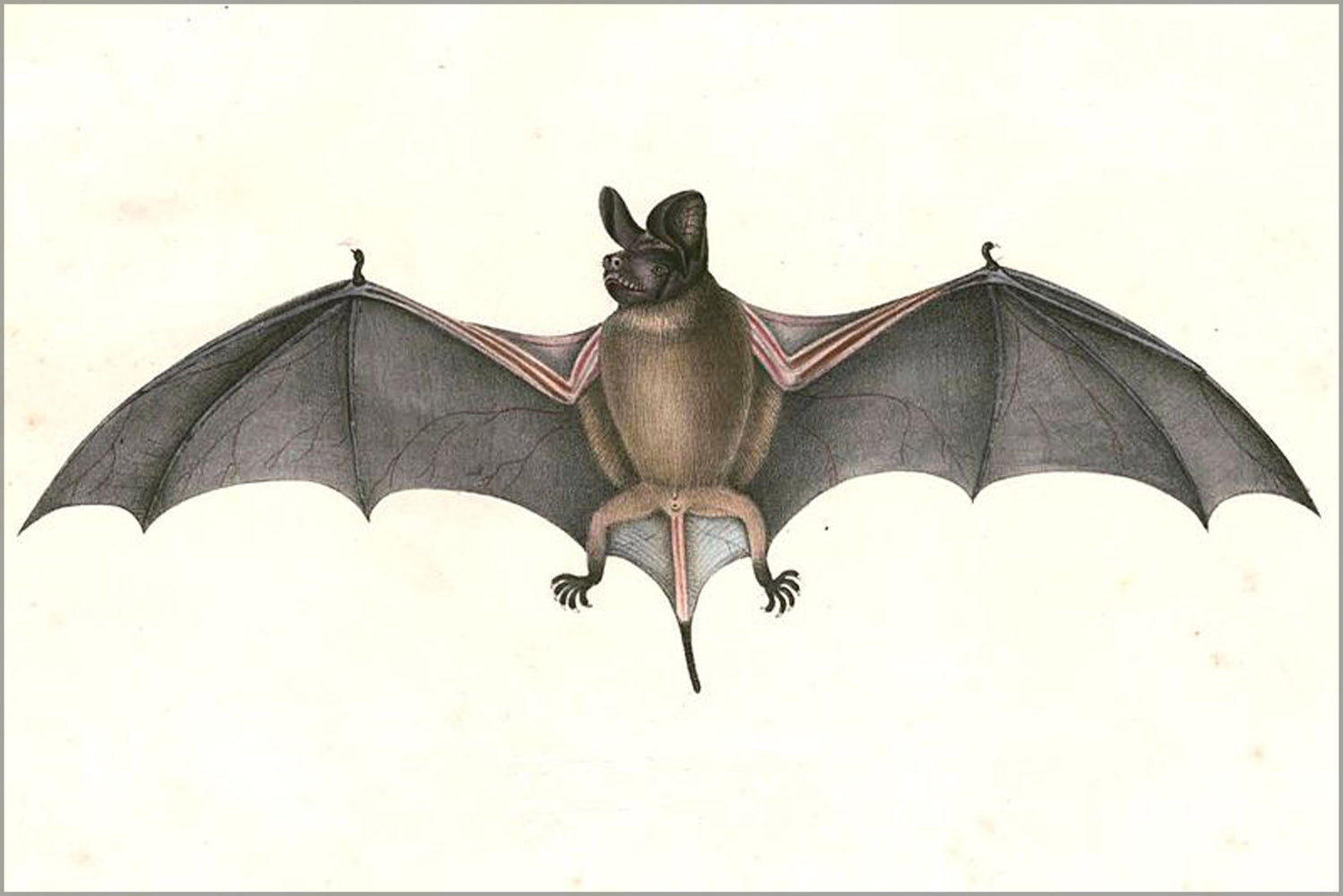 24"x36" Gallery Poster, Chaerephon plicatus, Wrinkle-lipped free-tailed bat 1832