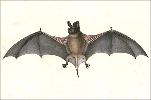24"x36" Gallery Poster, Chaerephon plicatus, Wrinkle-lipped free-tailed bat 1832