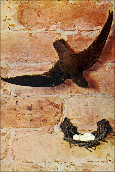 24"x36" Gallery Poster, Chaetura pelagica (Chimney Swift) 1900