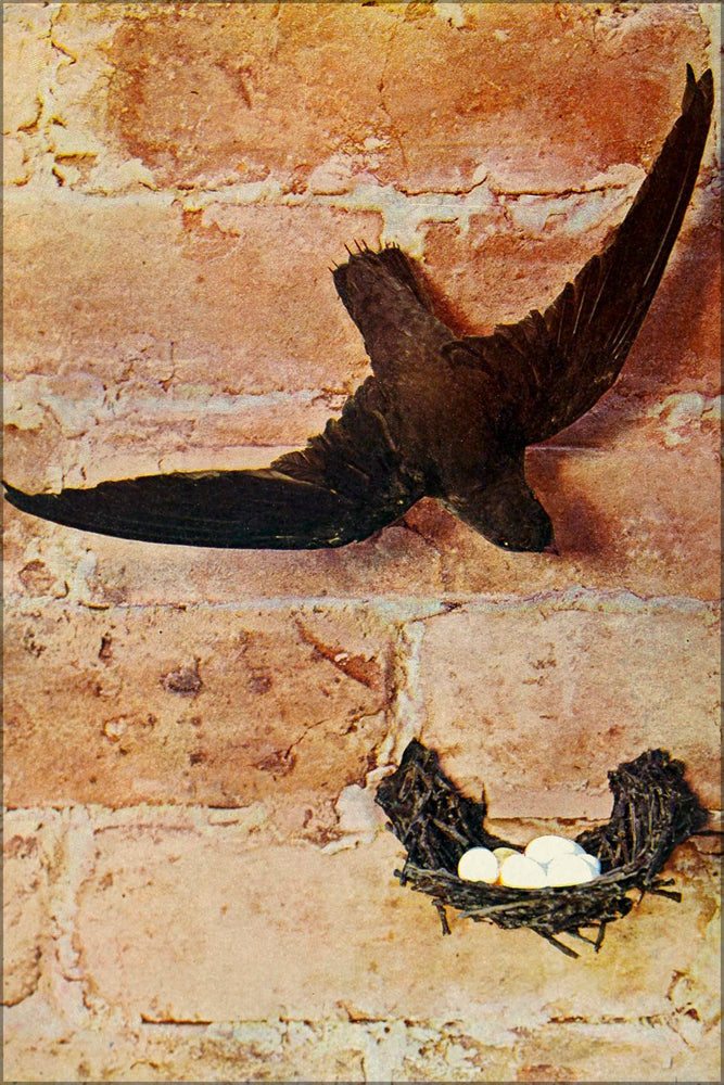 24"x36" Gallery Poster, Chaetura pelagica (Chimney Swift) 1900