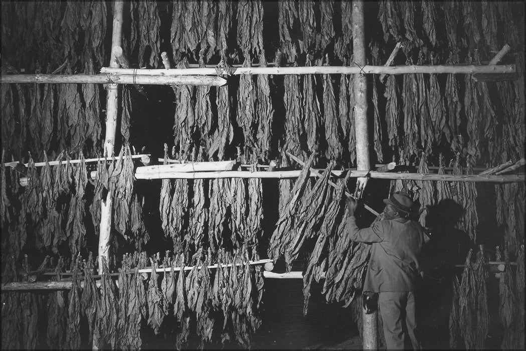 24"x36" Gallery Poster, Charles County, Maryland. Tobacco being dried in one of the Hughesville warehouses 1941