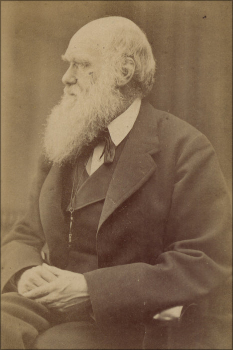 24"x36" Gallery Poster, Charles Darwin photograph by Oscar Rejlander, circa 1871