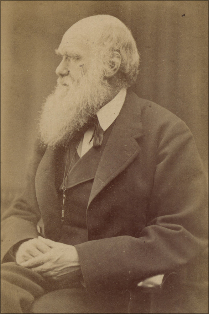 24"x36" Gallery Poster, Charles Darwin photograph by Oscar Rejlander, circa 1871