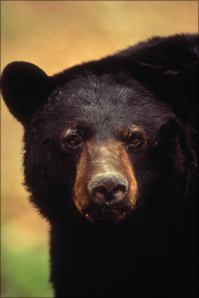 24"x36" Gallery Poster, Close up american black bear face