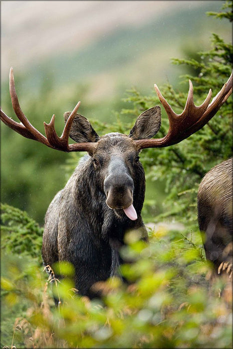 24"x36" Gallery Poster, Close up shot of bull moose