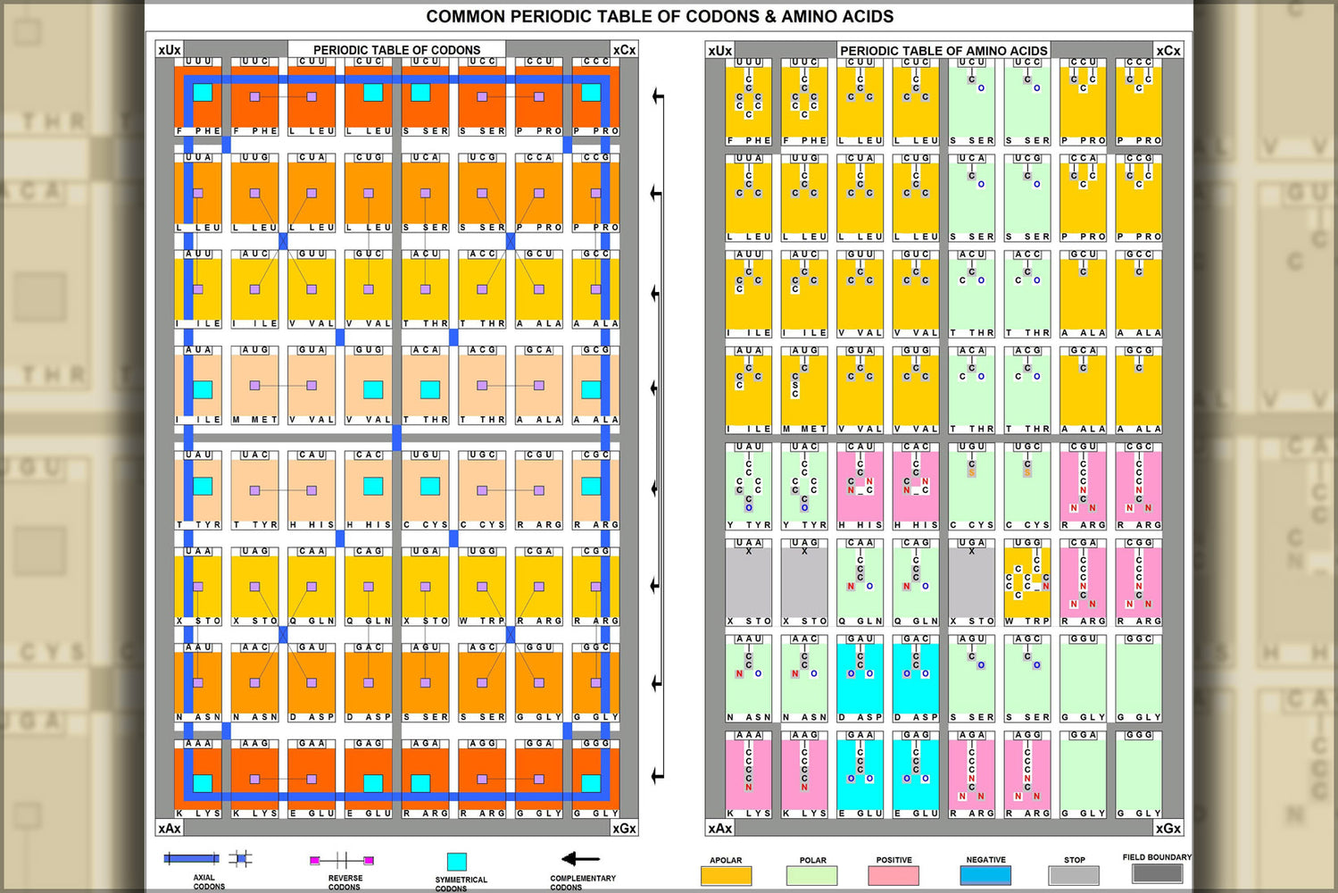 24"x36" Gallery Poster, Common Periodic Table of Codons & Amino Acids proteomic code