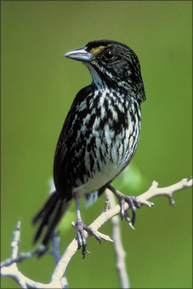 24"x36" Gallery Poster, Dusky Seaside Sparrow (Ammodramus maritimus nigrescens)