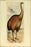 24"x36" Gallery Poster, Extinctbirds 1907 P42, The giant moa (Dinornis novaezealandiae) is an extinct genus of ratite birds