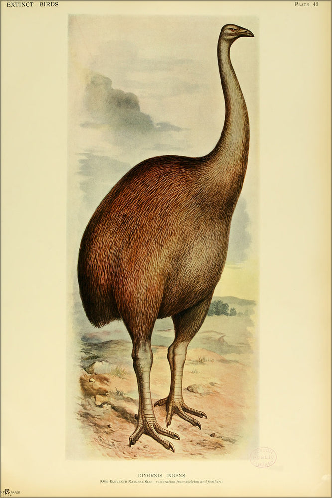 24"x36" Gallery Poster, Extinctbirds 1907 P42, The giant moa (Dinornis novaezealandiae) is an extinct genus of ratite birds