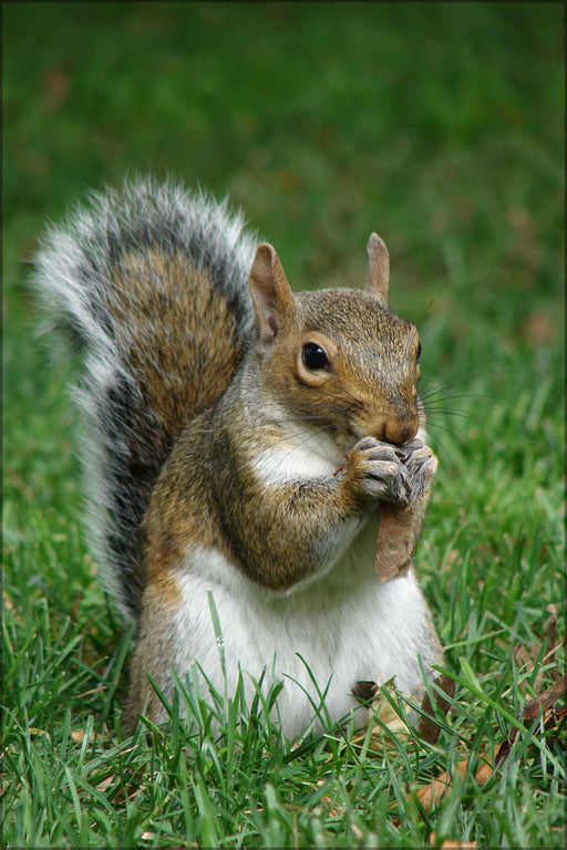 24"x36" Gallery Poster, Gray squirrel (Sciurus carolinensis) with maple tree seed