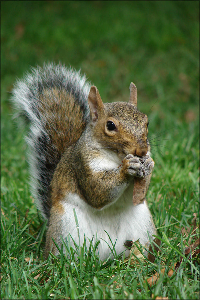 24"x36" Gallery Poster, Gray squirrel (Sciurus carolinensis) with maple tree seed