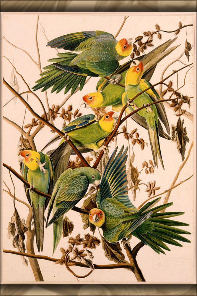 24"x36" Gallery Poster, John James Audubon's Carolina Parakeets 1825