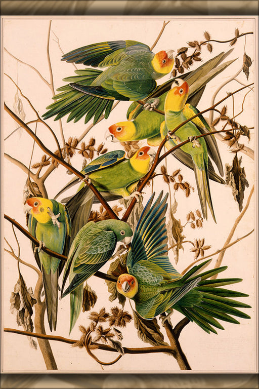 24"x36" Gallery Poster, John James Audubon's Carolina Parakeets 1825